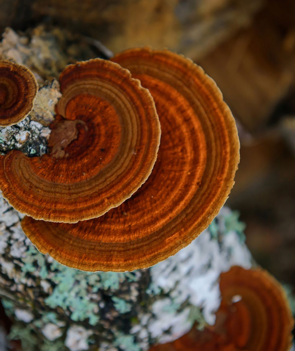 Mushroom Master Pack