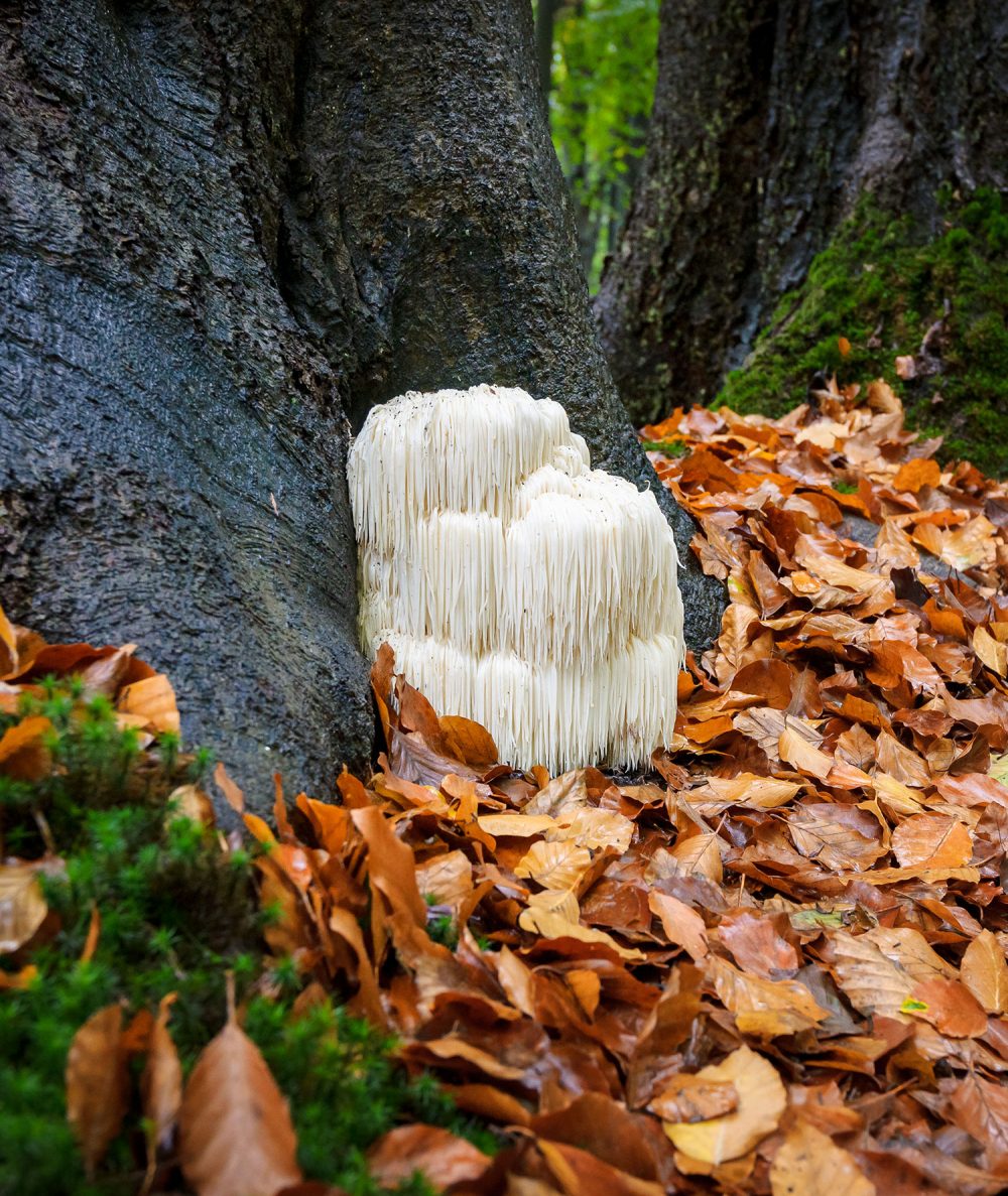 Lion's Mane Liquid Extract