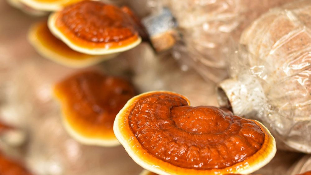 Reishi image 1