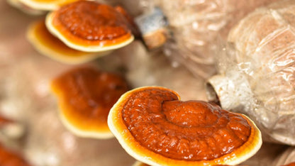 Reishi image 1