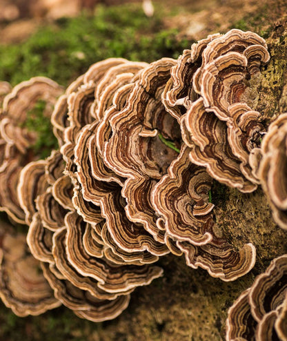 Turkey Tail image 1